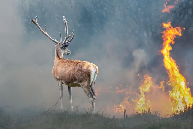 Deer near flames