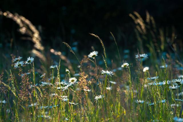 Wildflower meadow