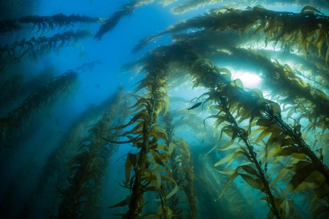 Giant kelp 
