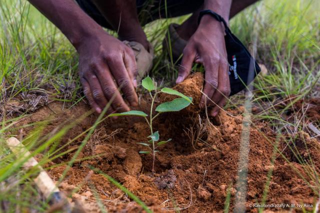 Tree planting in Madagascar