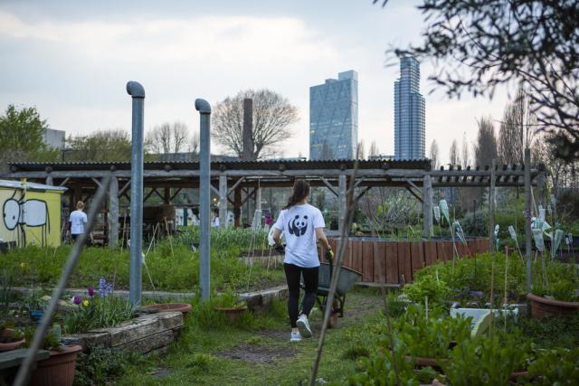 GoodGym runner moving wood from the yard in order to clear it for an annual fundraiser at Spitalfields City Farm, London.