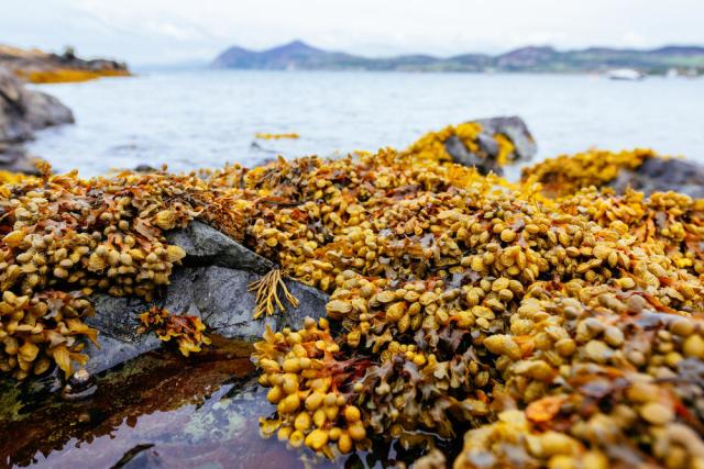 Porthdinllaen on the Llyn Peninsula lies on the north west coast of Wales. 