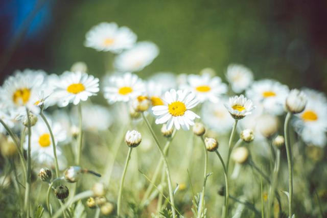 Oxeye daisies flowering in a garden in the Worcestershire, UK. 