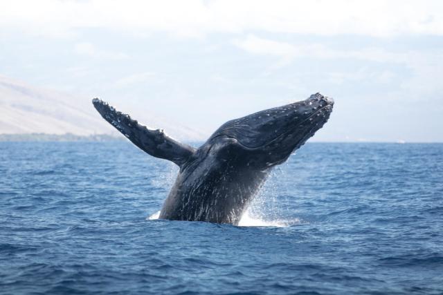 The Humpback whale 