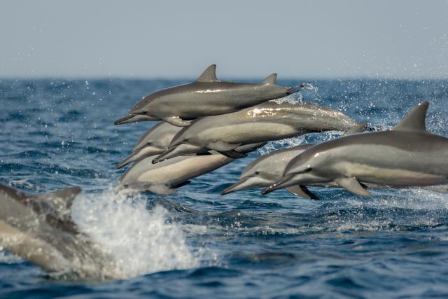 A pod of long snouted spinner dolphins