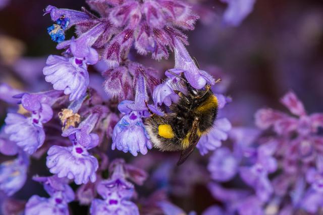 Small garden bumblebee