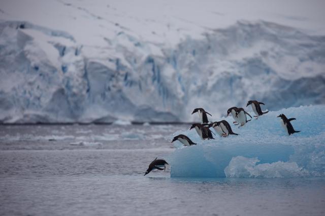 Group of gentoo penguins (Pygoscelis papua) diving off iceberg, Antarctic Peninsula