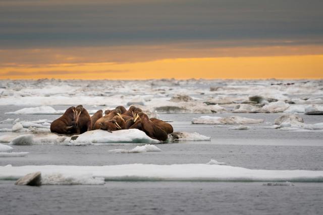 A herd of walruses (Odobenus rosmarus) on an ice floe. Svalbard, Norway.