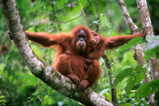 Sumatran Orang utan mother and baby sitting in tree