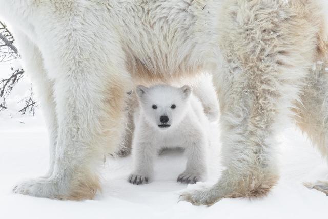 Polar bear (Ursus maritimus) in the Wapusk National Park, Churchill, Canada 
