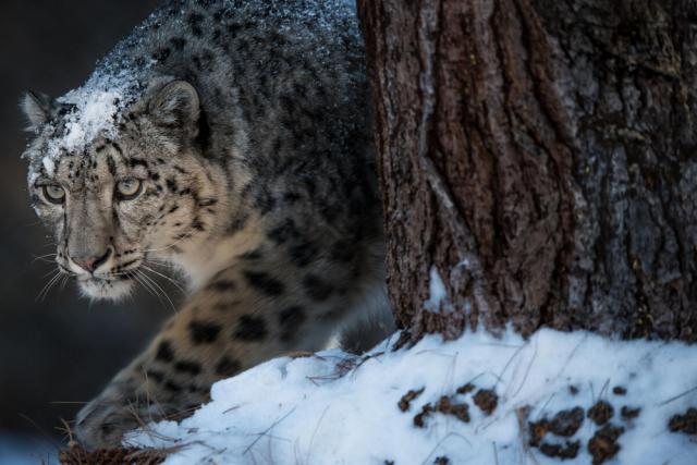 Snow Leopard (Panthera uncia), Naltar Valley, Gilgit-Baltistan, Pakistan.