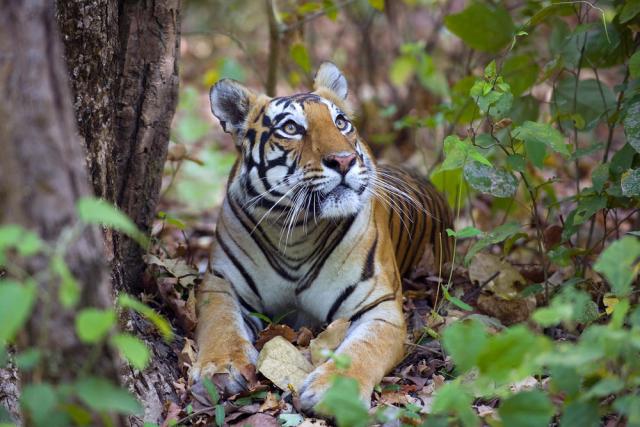 Bengal tiger (Panthera tigris tigris), female resting and looking up Kanha National Park, India. 