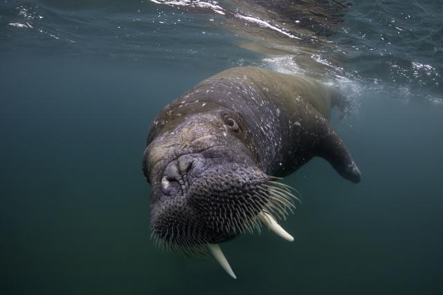 Walrus (Odobenus rosmarus) Spitsbergen, Svalbard Archipelago, Norway, Arctic Ocean. July.