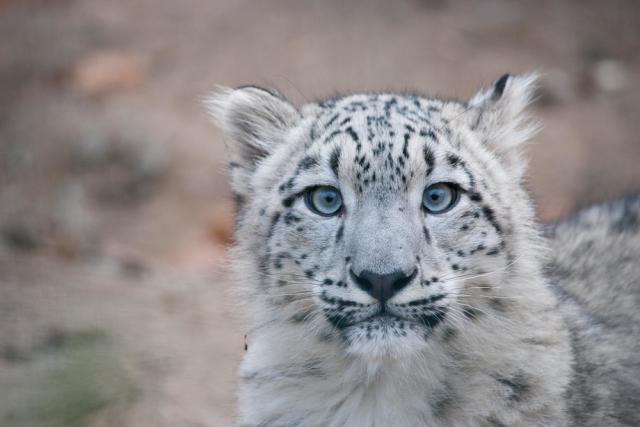 Close up portrait of a snow leopard (Panthera uncia) cub 