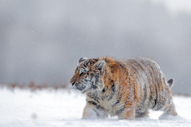 Amur tiger in the snow