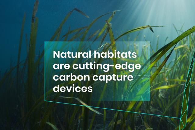 Natural habitats are cutting-edge carbon capture devices