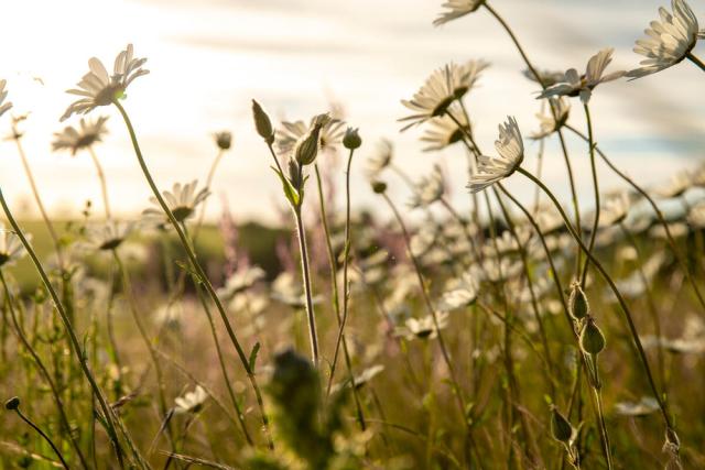 Wildflower meadow