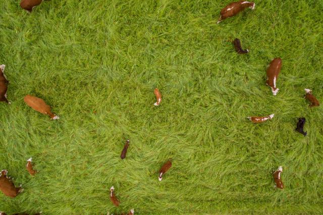 Top down shot of cattle from drone as they explore fresh wildflower pasture while "mob grazing" 