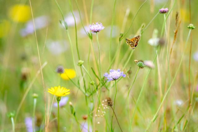 Silver-spotted skipper skipping between scabious flowers on Newtimber Hill on the South Downs, UK. 