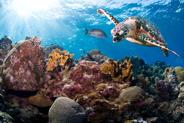 Hawksbill turtle