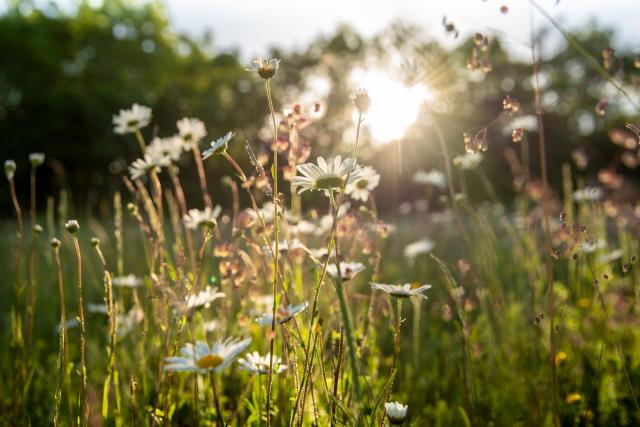 Wildflower meadow