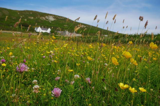 Flower meadow in Wales