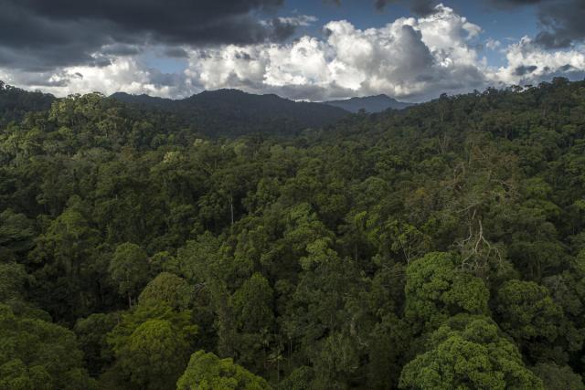 Forest aerial, Tawau Hills Park, Sabah, Malaysian Borneo