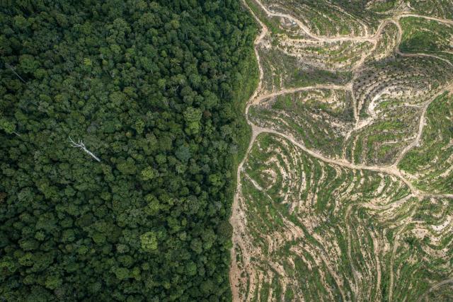Aerial view of forest next to palm clearing in the Sabah Softwoods plantation in Sabah, Borneo, Malaysia.