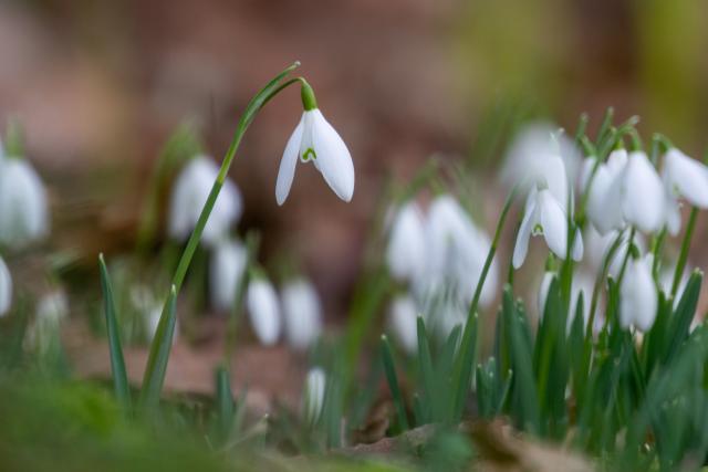 Snowdrops