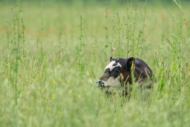 Cattle, mob drazing in long wildflower ruch grassland. 