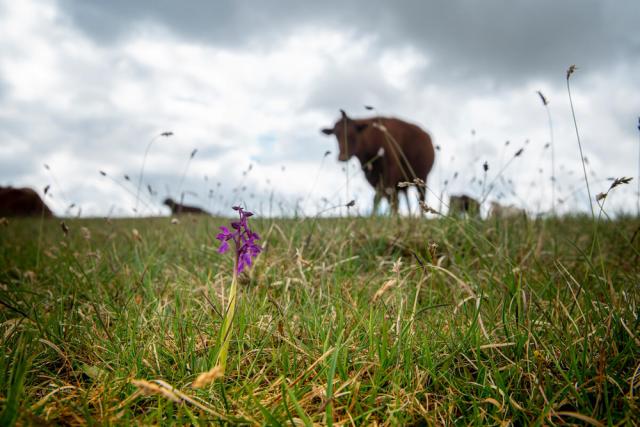 Cattle in a field