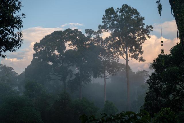 Views of the jungle canopy at sunrise from the canopy walk at Rainforest Discovery Centre at Sepilok, Borneo on 26 March, 2019.