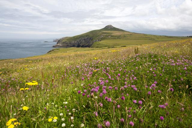 Pembrokeshire coast, Wales. Image of coastline and wildflowers towards Penberry.