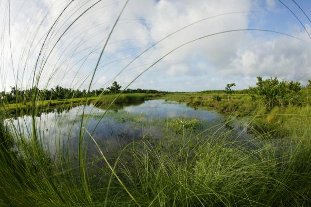  Fresh water marsh on an island in the Sundarbans National Park, Bangladesh 