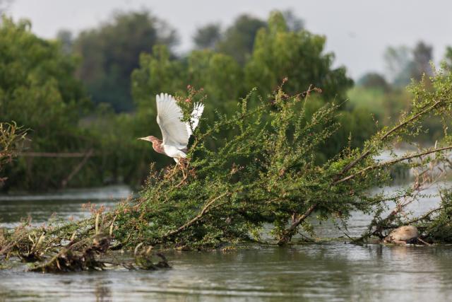 WWF's conservation work in the Greater Mekong, April 2014: a bird takes off from a tree in the flooded forest inside the Ramsar protected area in Stung Treng, Cambodia. This area is also home to the critically-endangered Irrawaddy dolphin. With the support of the HSBC Water Programme, WWF is working to secure a healthy future for the Mekong and the people and wildlife it supports. 