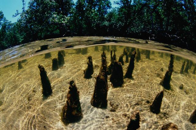 Mangrove habitat within Tun Mustapha Park