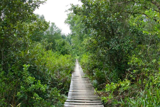  One of the mangrove sites within Tun Mustapha Park