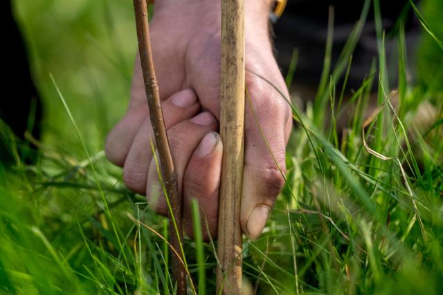 Closeup of hand as a tree is planted into the ground on the Wild Ingleborough project site. 