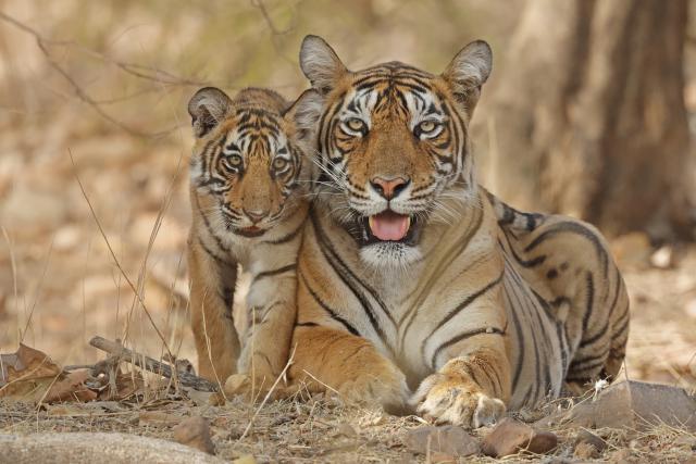 Tiger and cub