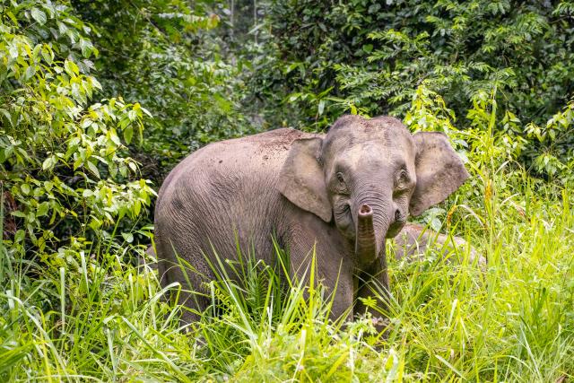 Borneo Pygmy Elephant