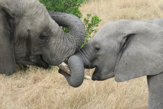 African elephant and calf