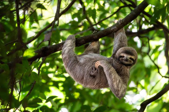 Cute sloth hanging on tree branch with funny face look, perfect portrait of wild animal in the Rainforest of Costa Rica scratching the belly, Bradypus variegatus, brown-throated three-toed sloth