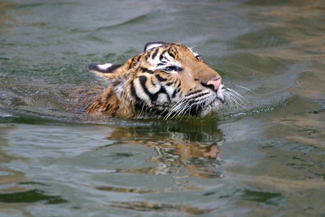 Malayan Tiger swimming