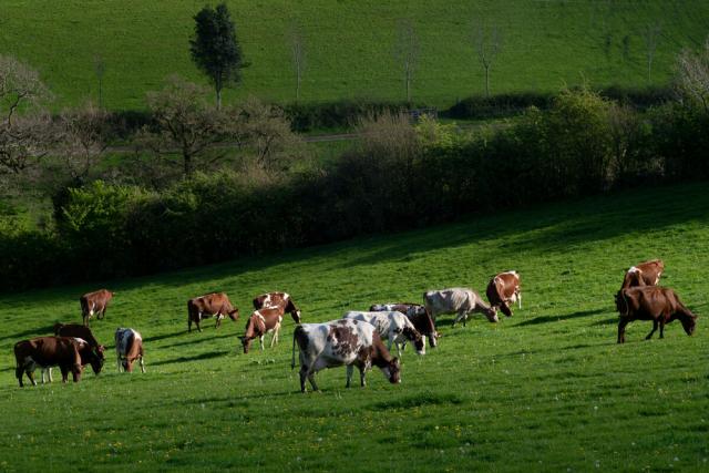 Cow grazing in field