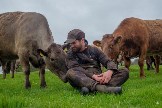 Farmer sitting with cows in field