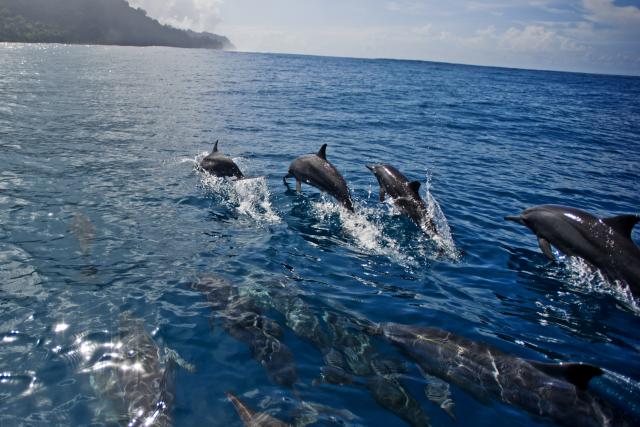 Spinner dolphins swimming off the coast of Tetepare, Solomon Islands.