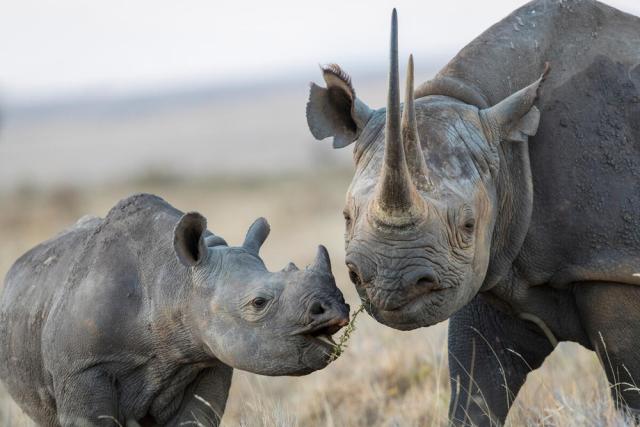 Black rhinoceros mother and calf © naturepl.com / Will Burrard-Lucas / WWF