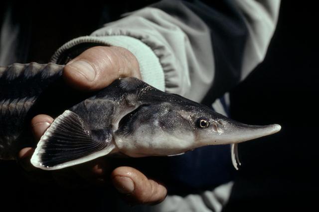 European sturgeon (Acipenser sturio) monitoring in Georgia © WWF-Canon / Hartmut Jungius.jpg
