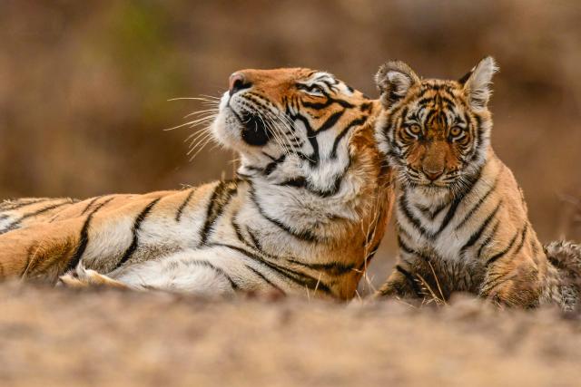 India, Tigress and cub in Ranthambore