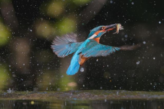 A kingfisher emerges from the river with its catch